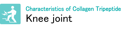 Characteristics of Collagen Tripeptide "Knee joint"